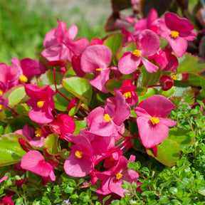 Blumen für Terrasse und Balkon - Rosa eisbegonie - Bégonia semperflorens pink