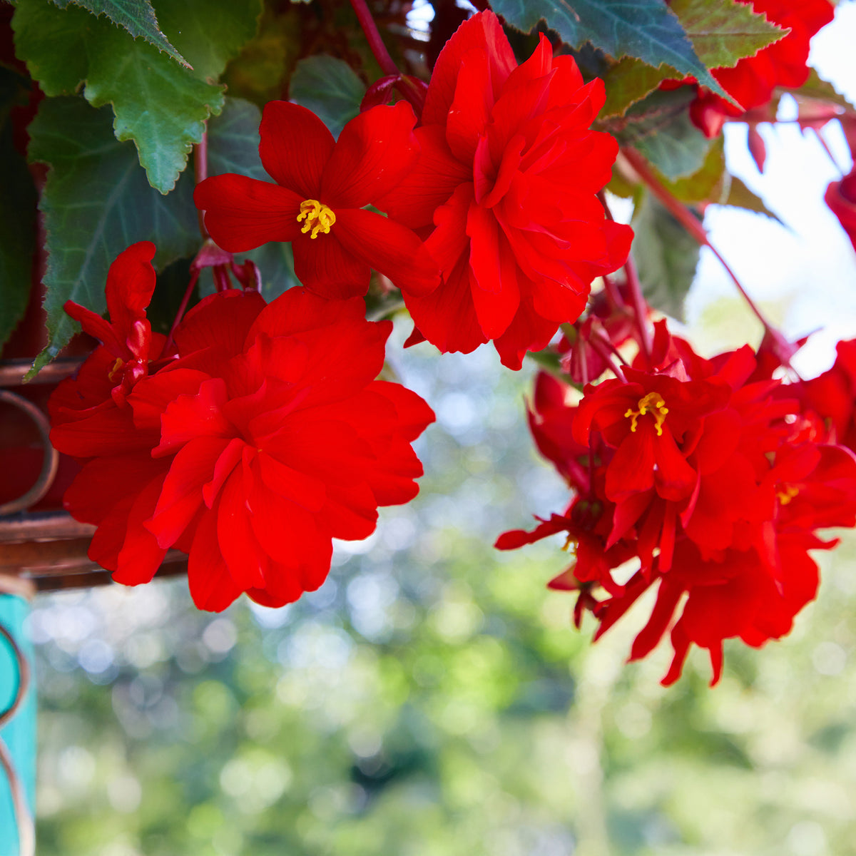 Rote Hängende Begonie - Bégonia pendula  red - Willemse
