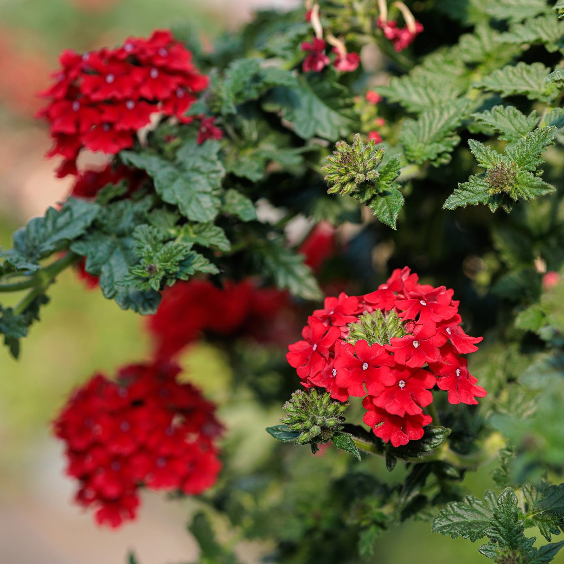 Rotes hängendes Eisenkraut - Verbena  red - Willemse