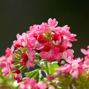 Rosa Hänge-Eisenkraut - Verbena  pink - Willemse