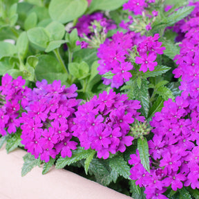 Lila hängendes Eisenkraut - Verbena purple - Willemse