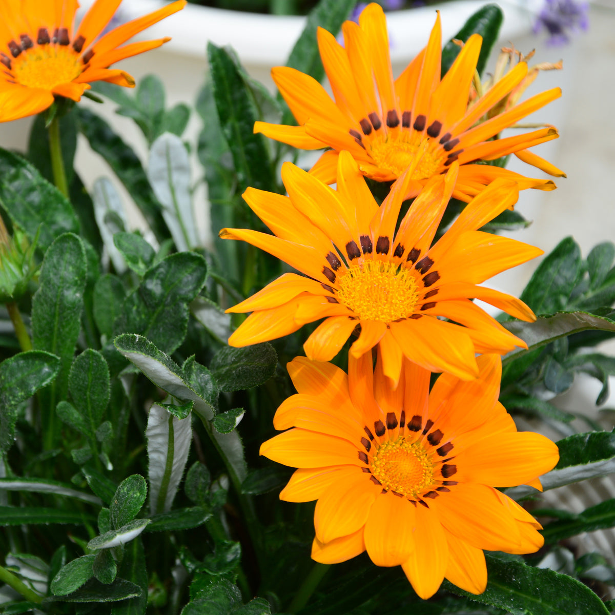 orange  Mittagsgold - Gazania orange - Willemse