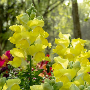 Löwenmaul gelb - Muflier yellow - Willemse