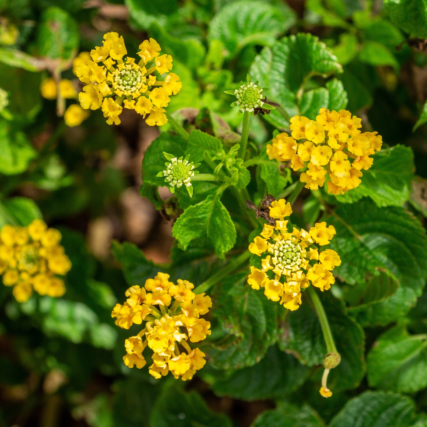 Gelbe Wandelröschen - Lantana yellow - Willemse