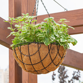 Plectranthus bicolore green and white - Grün‑weiß Harfenstrauch - Blumen für Terrasse und Balkon