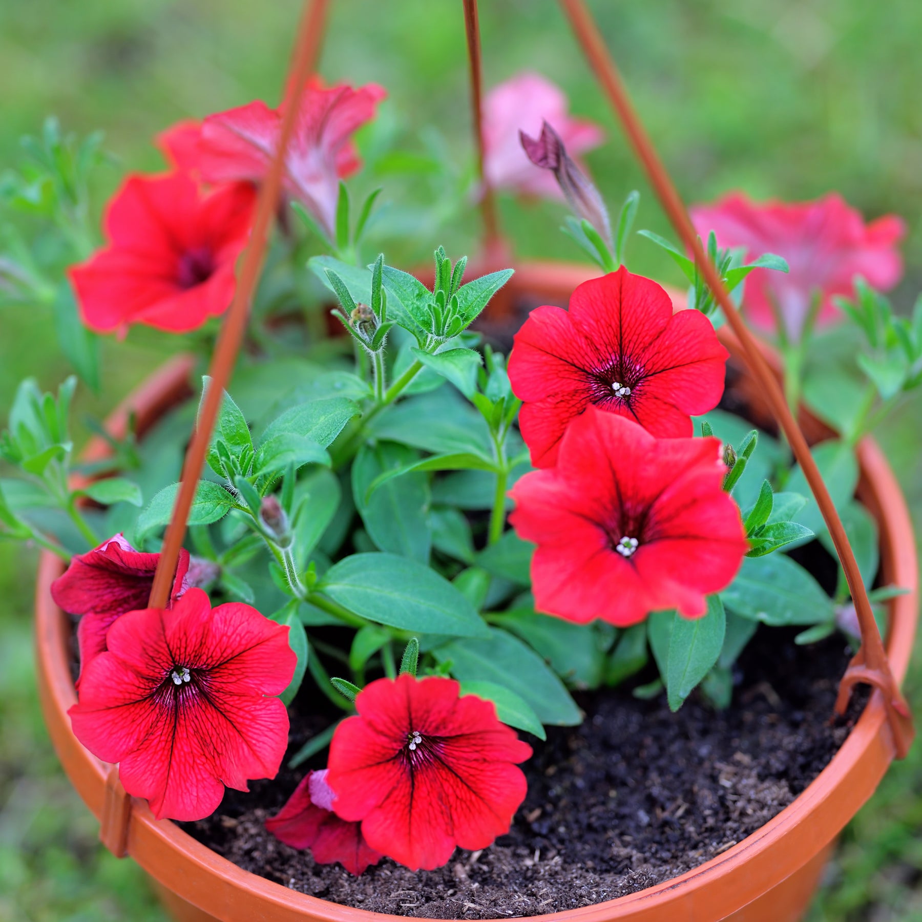 Surfinia red - Rote Hängepetunie - Petunien und Calibrachoa