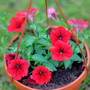 Surfinia red - Rote Hängepetunie - Petunien und Calibrachoa
