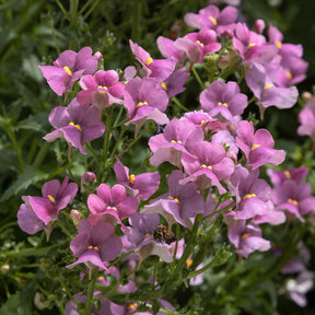 Rosa Elfenspiegel - Willemse
