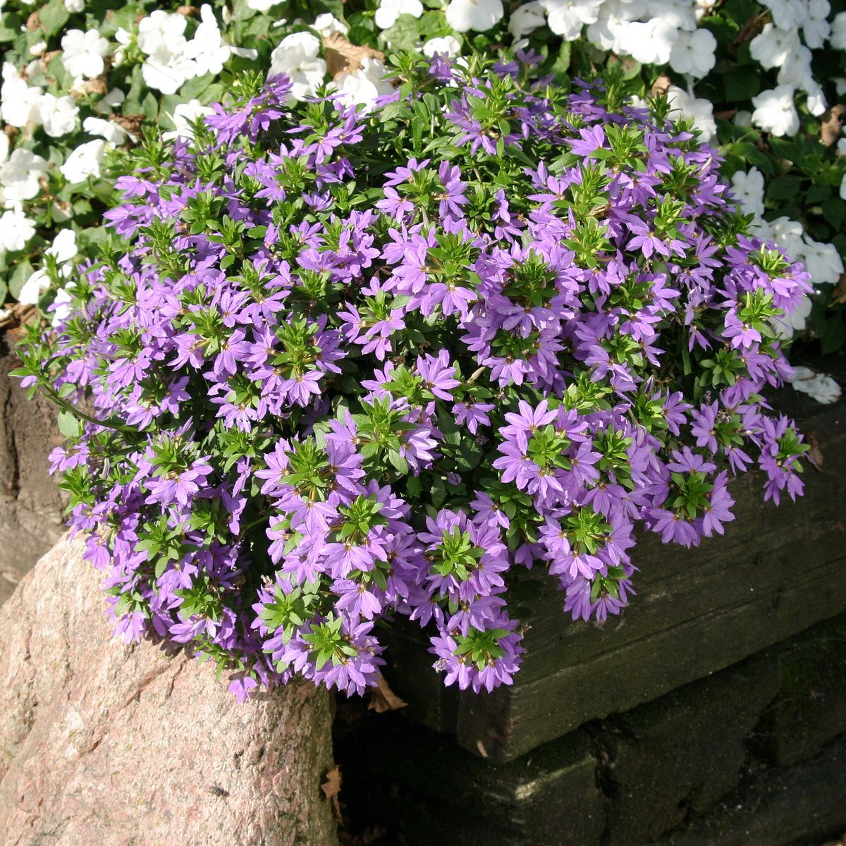 Scaevola purple - Lila Fächerblume - Blumen für Terrasse und Balkon