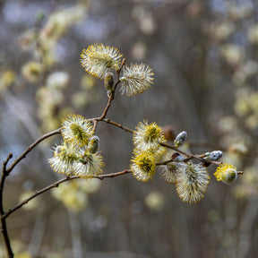 Kriechweide 'Iona' - Salix repens 'Iona' tige 40 - Willemse