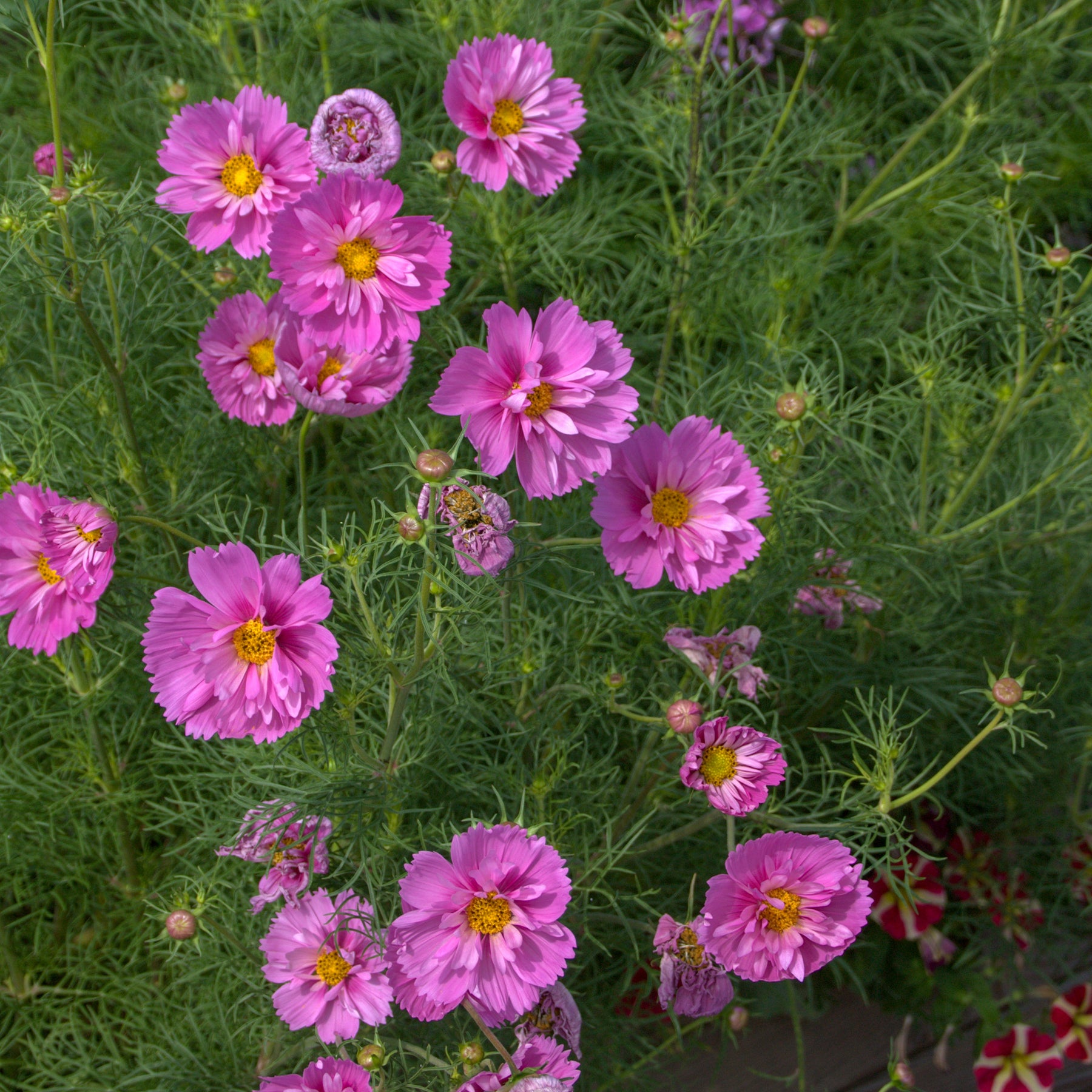 Schmuckkörbchen  'Double Dutch Rose' - Cosmos bipinnatus 'Double Dutch Rose' - Willemse