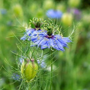 Spanischer Schwarzkümmel 'Midnight' - Nigella papillosa (hispanica) - Willemse
