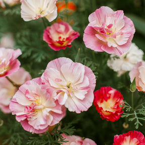 Eschscholzia californica 'Thai Silk Appleblossom Chiffon imp.' - Goldmohn 'Thai Silk Appleblossom' - Samen für einjährige Blumen