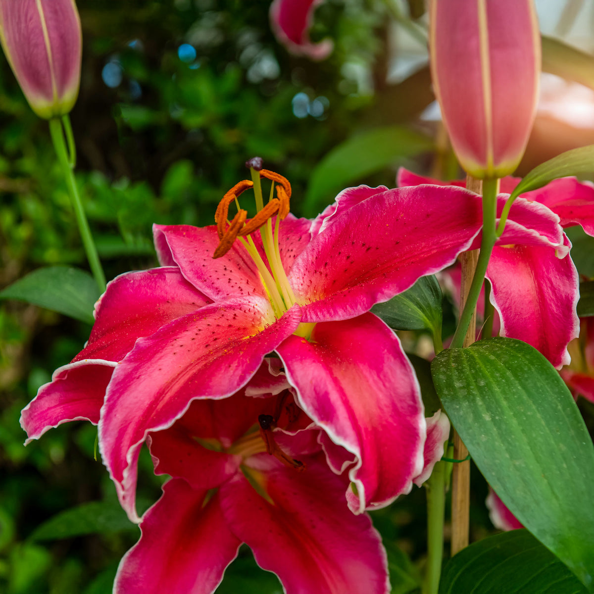 Lilie Gomera - Lillium Gomera - Willemse