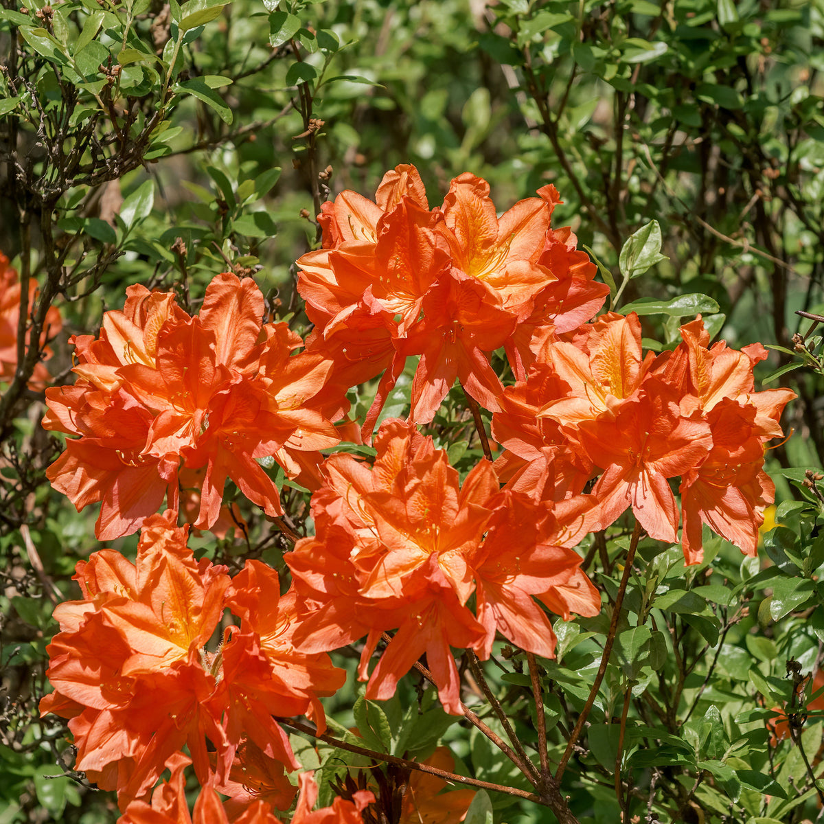 Azaleen - Sommergrüne Azalee 'Glowing Embers' - Rhododendron (Azalea) mollis Glowing Embers