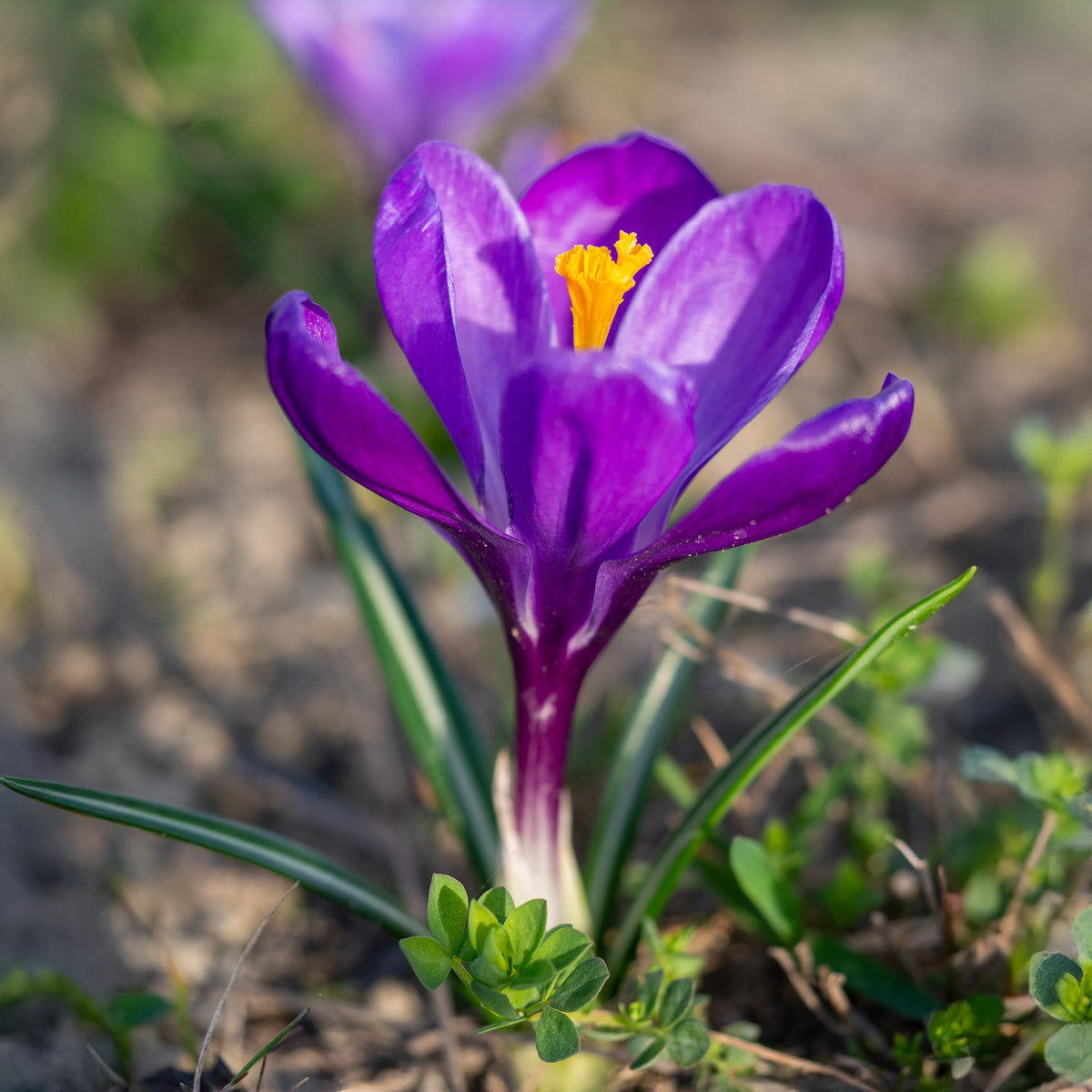 Krokus ‘Flower Record’ (x15) - Crocus vernus flower record - Willemse