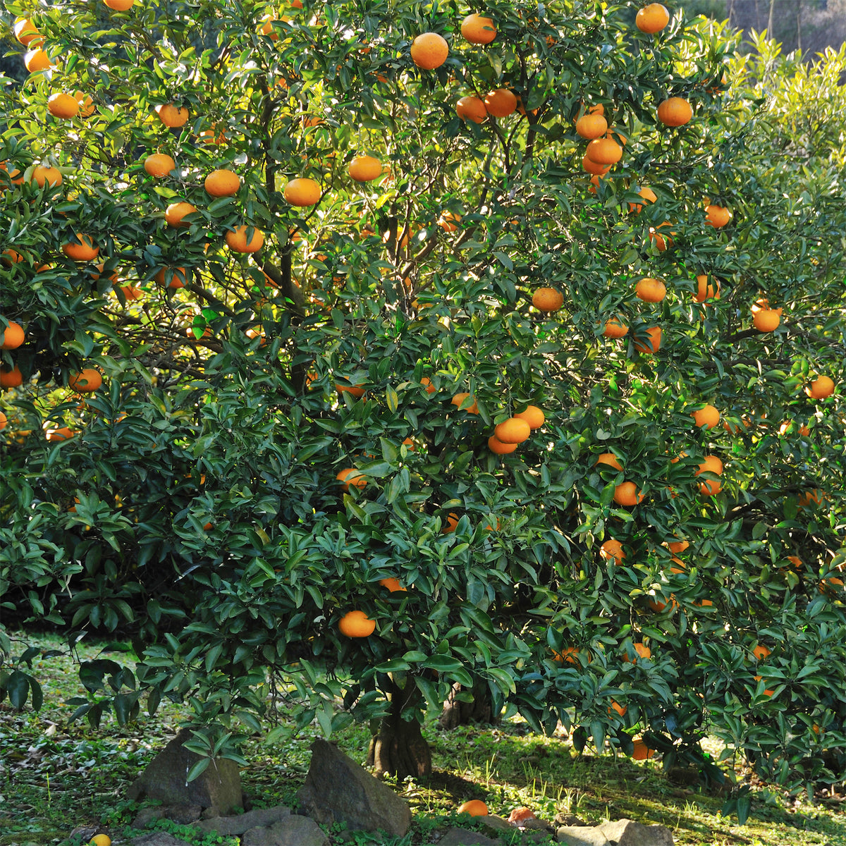 Zitrusfrüchte - Mandarinenbaum - Citrus reticulata