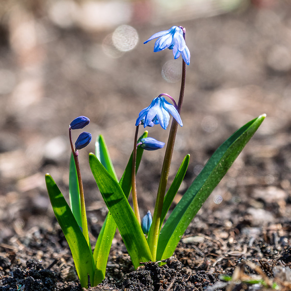 Sibirischer Blaustern