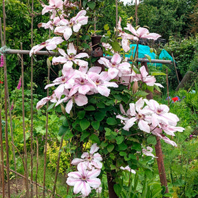 Waldrebe 'Nelly Moser' - Clematis 'nelly moser' - Willemse