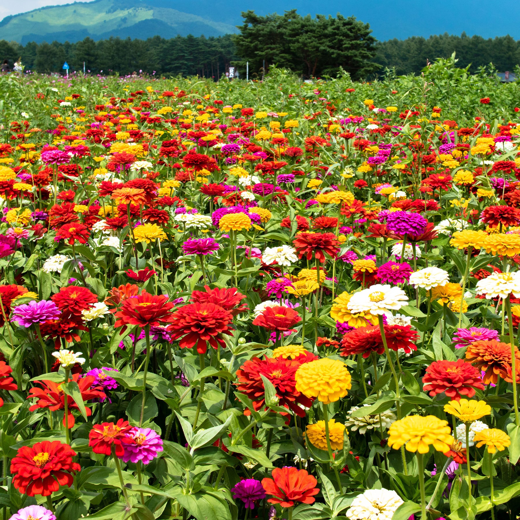 Dahlienblütige Zinnie Gemischt - Zinnia elegans - Willemse