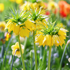 Kaiserkrone 'Lutea' - Willemse