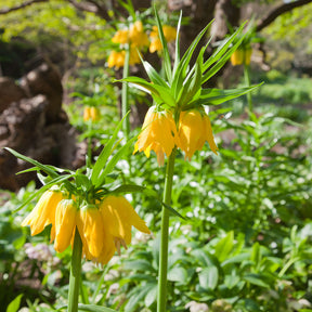 Fritillaria imperialis - Kaiserkrone 'Lutea' - Fritillaria-Zwiebeln
