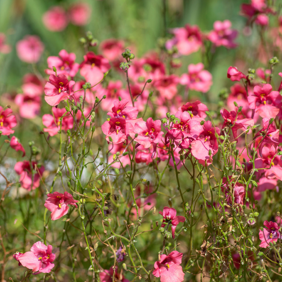 rosa Zwergsporn - Diascia fetcaniensis - Willemse