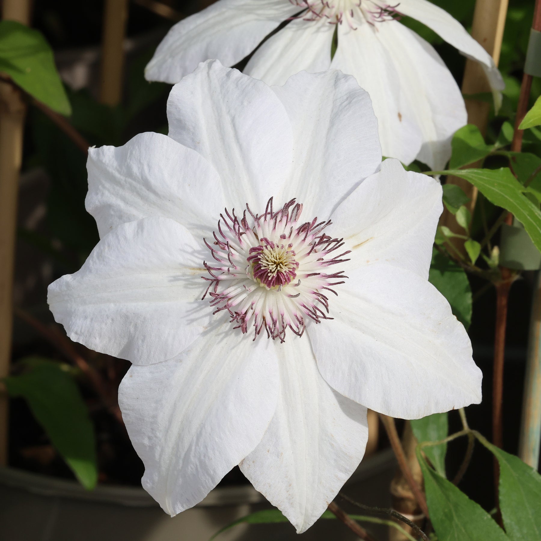 Clematis 'Miss Bateman'