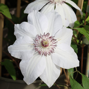 Clematis 'Miss Bateman'