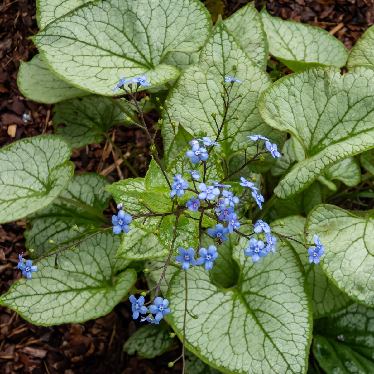 Kaukasus-Vergissmeinnicht 'Jack Frost' - Brunnera macrophylla jack frost - Willemse