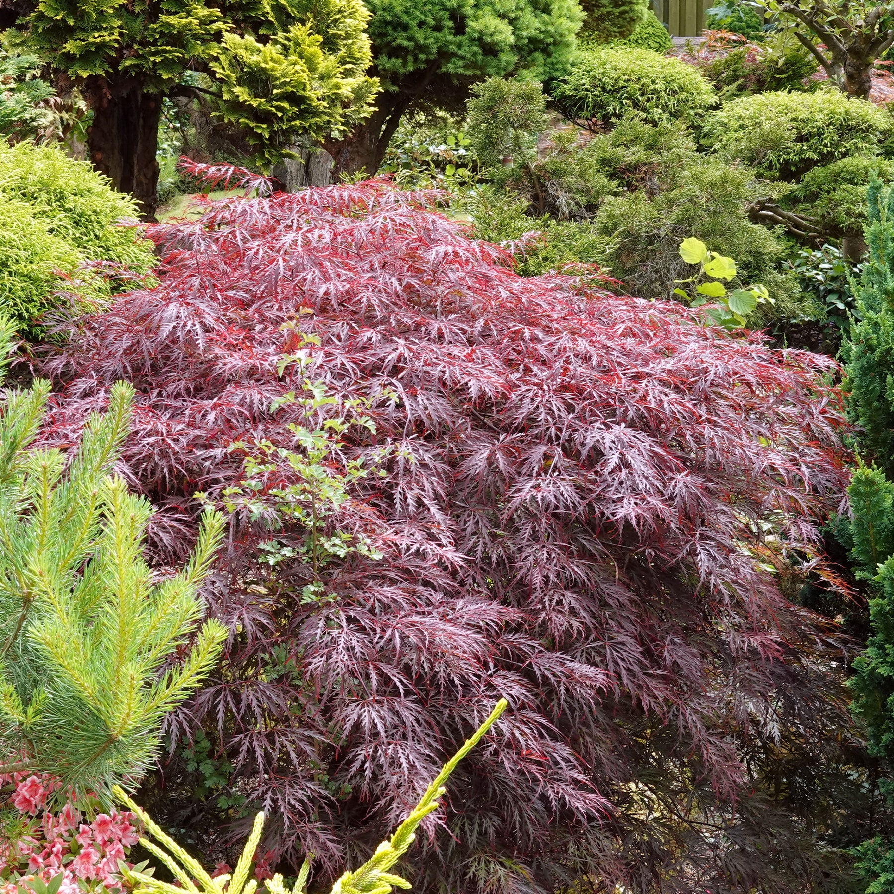 Japanischer Ahorn 'Garnet' - Acer palmatum dissectum Garnet - Willemse