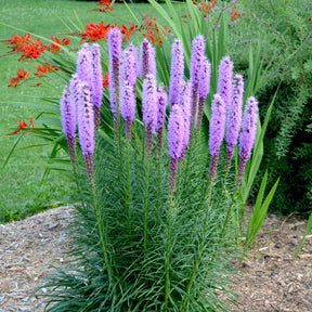 Verkauf Prachtscharte (x25) - Liatris spicata