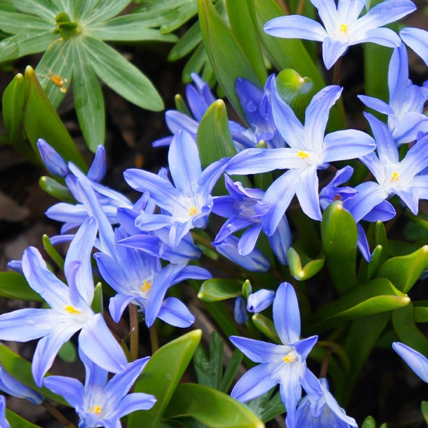 Blaue Schneeglöckchen (x10) - Willemse