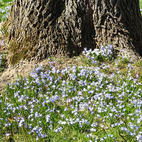 Chionodoxa forbesii blue giant - Blaue Schneeglöckchen (x10) - Schneeglanz-Zwiebeln