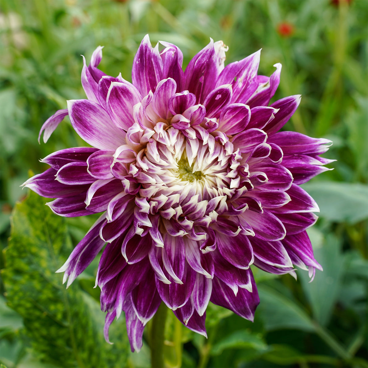 Großblütige Dahlie 'Vancouver' (x3) - Willemse