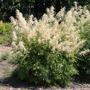 Verkauf Waldgeißbart - Aruncus dioicus