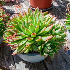 Sukkulente Echeveria agavoides - Willemse