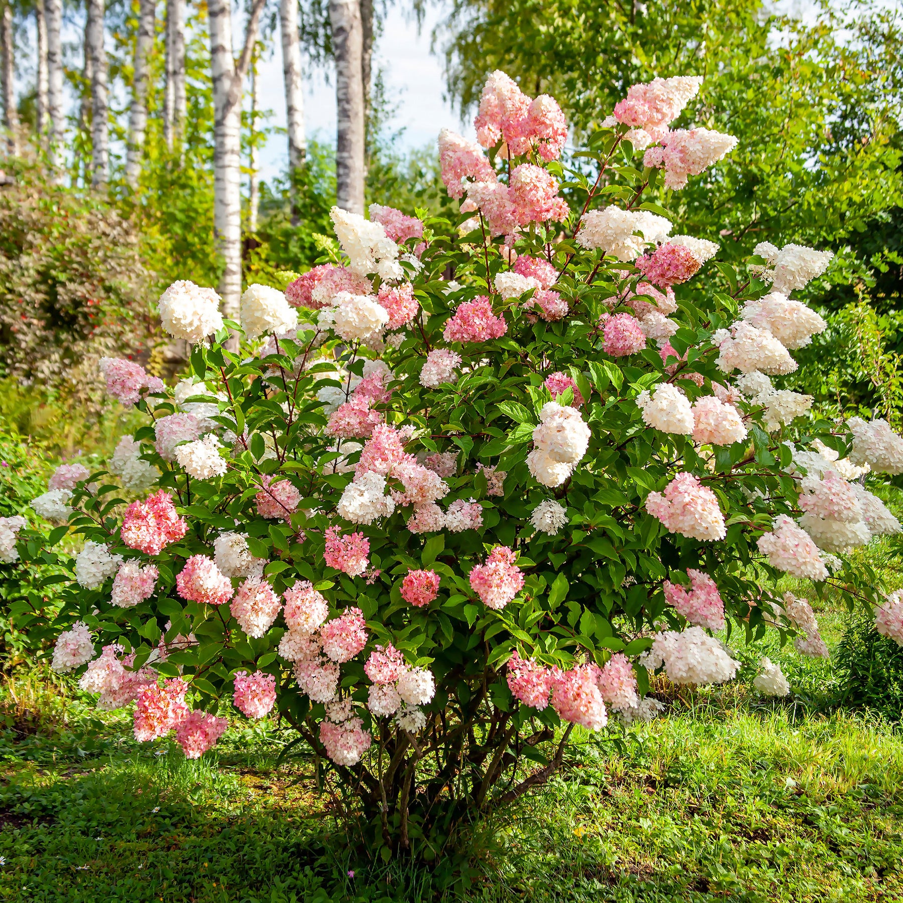 Verkauf Rispenhortensie 'Vanille Fraise' - Hydrangea paniculata Vanille Fraise ® Renhy