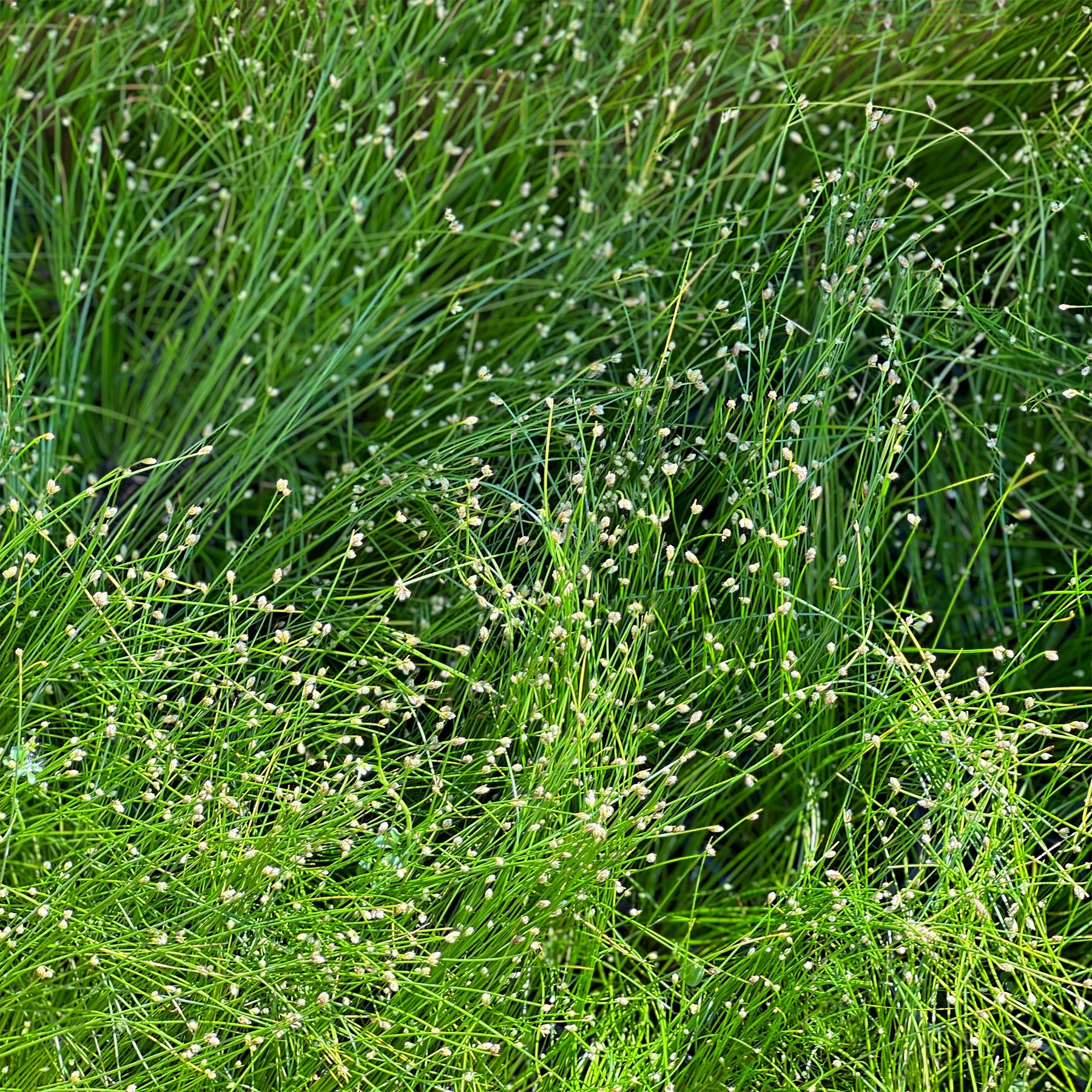 Lichtgras - Isolepis cernua - Willemse