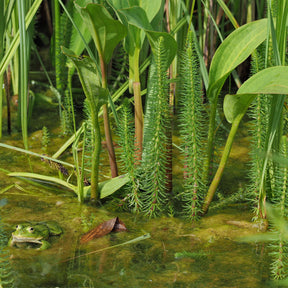 Tannenwedel - Hippuris vulgaris - Willemse