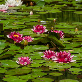Seerose 'Attraction' - Willemse