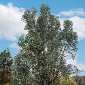 Eukalyptus - Eucalyptus gunnii - Willemse