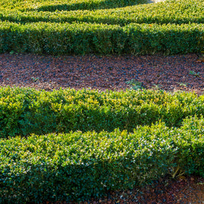 Verkauf Buxus sempervirens - Buchsbaum