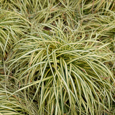 Japan-Segge ‘Evergold’ - Carex - Willemse