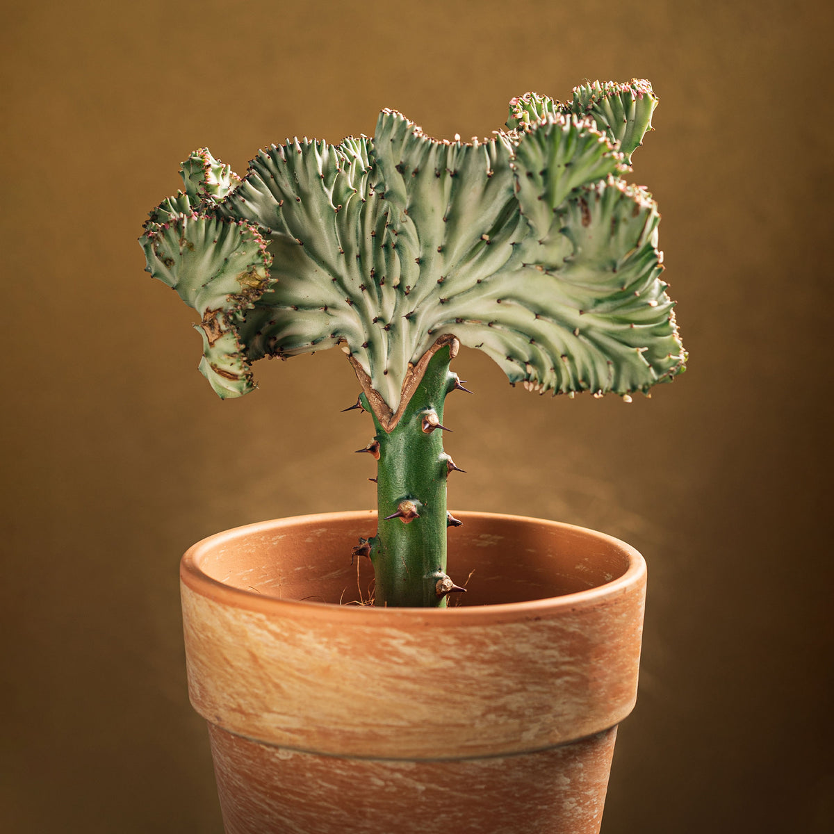 Korallen-Wolfsmilch 'Cristata' - Willemse