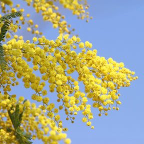 Silber-Akazie - Acacia dealbata - Willemse