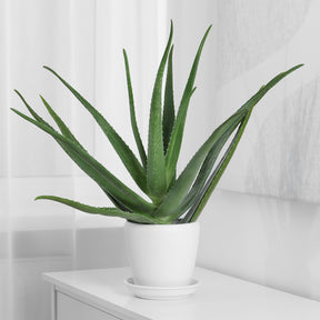 Aloe vera - Aloe vera - Kaktus und fette Pflanze