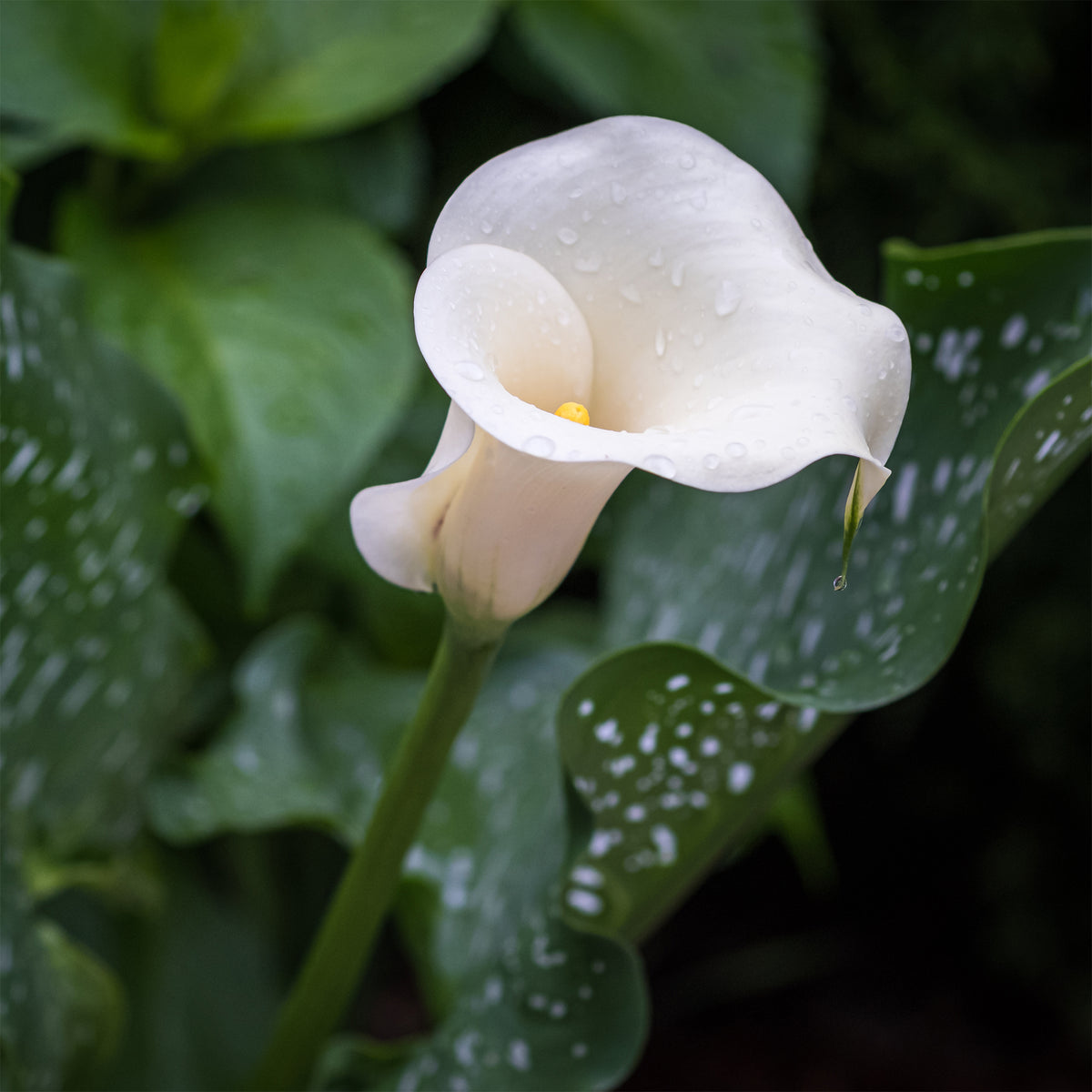 Gefleckte Calla (x2) - Willemse