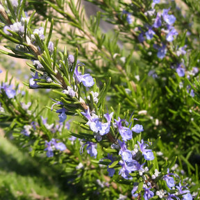 Rosmarinus officinalis - Rosmarin - Rosmarin
