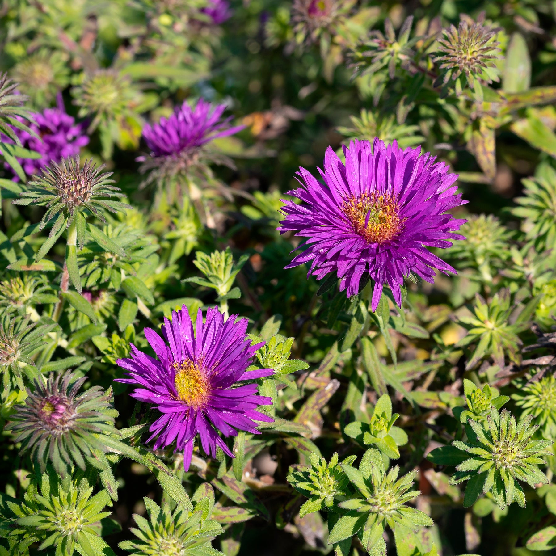 Raublatt-Aster 'Purple Dome'